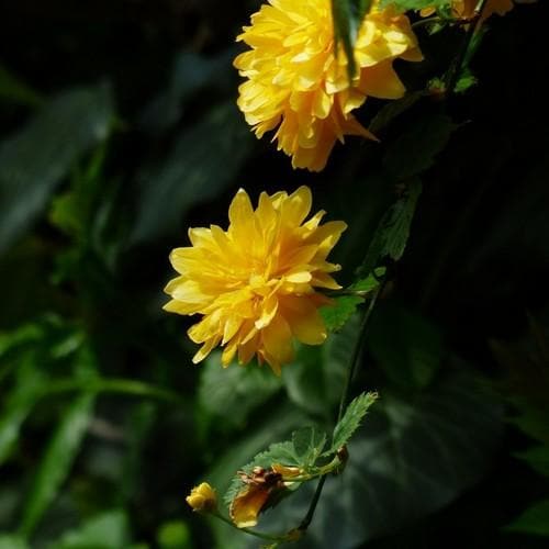 Kerria japonica Pleniflora - Future Forests