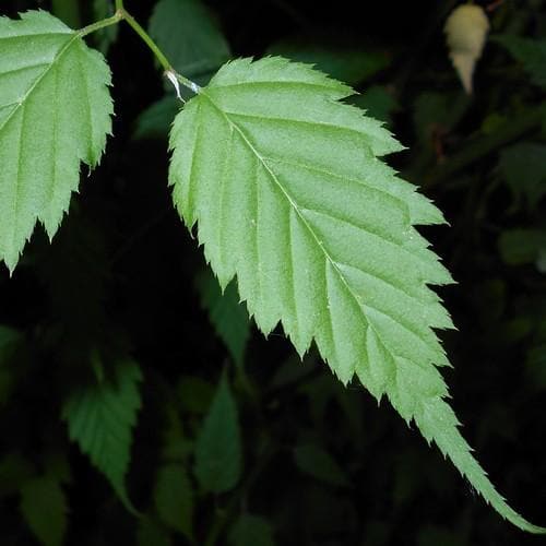 Kerria japonica Pleniflora - Future Forests