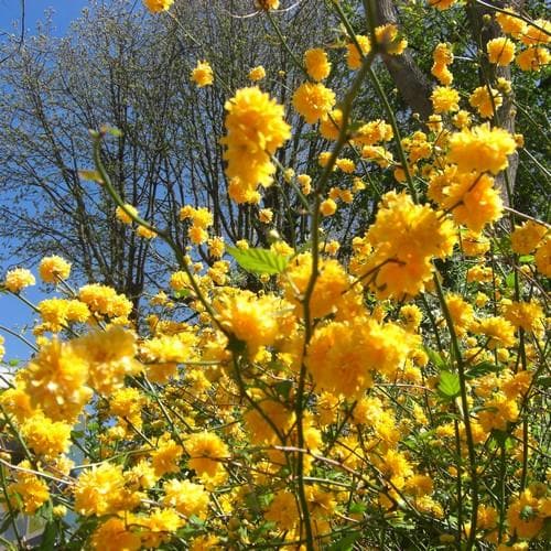 Kerria japonica Pleniflora - Future Forests