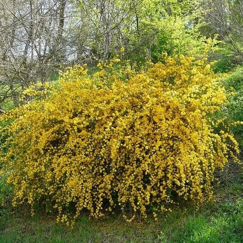 Kerria japonica Pleniflora - Future Forests