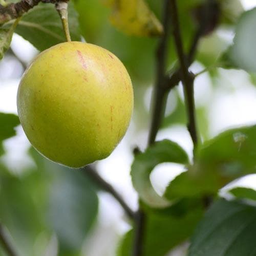 Apple Kerry Pippin - Future Forests