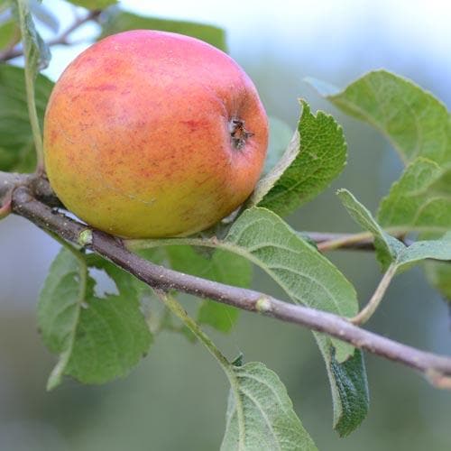 Apple Kerry Pippin - Future Forests