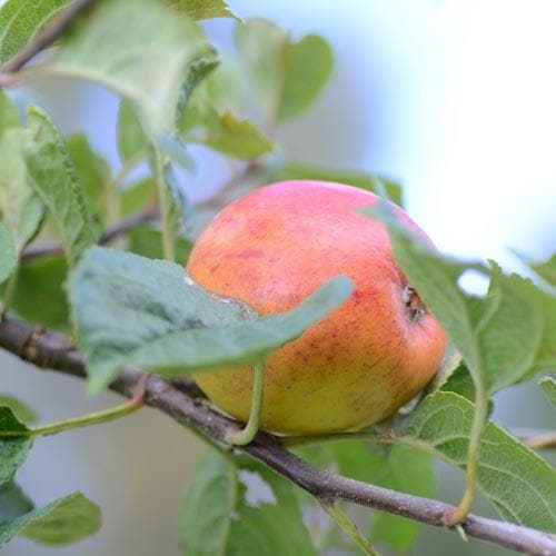 Apple Kerry Pippin - Future Forests
