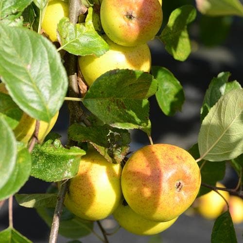 Apple Kilkenny Pearmain - Future Forests