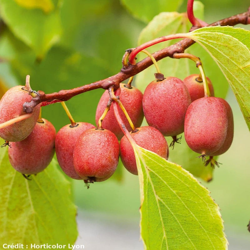 Kiwi - Actinidia arguta Ken's Red - Future Forests