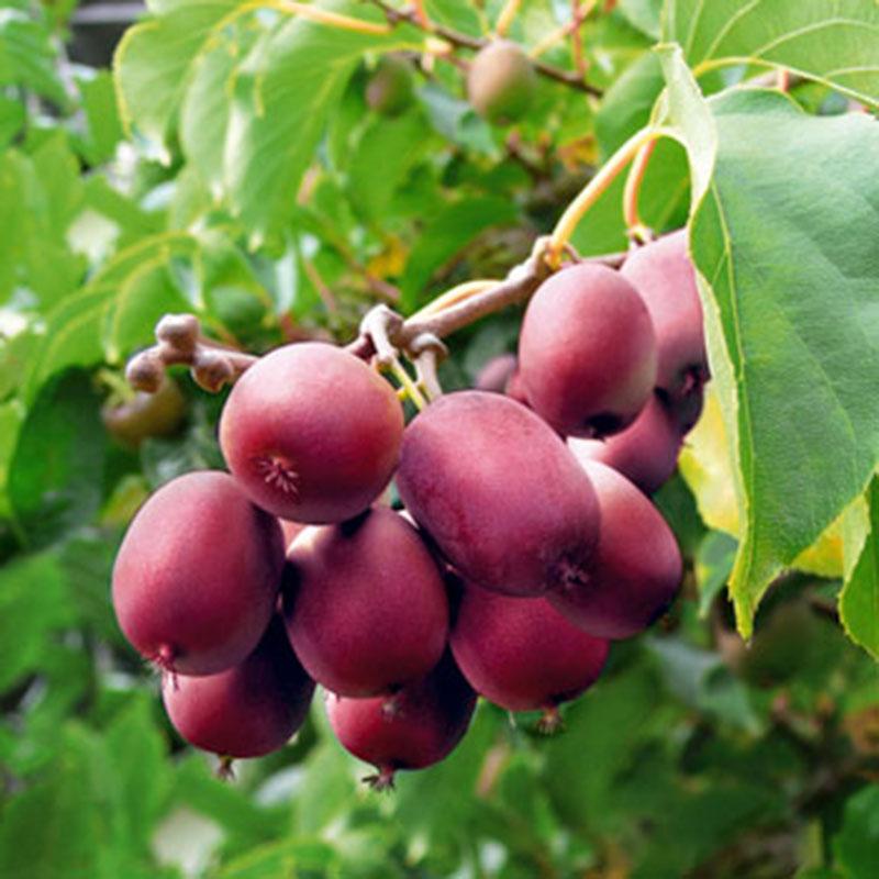 Kiwi - Actinidia arguta Ken's Red - Future Forests