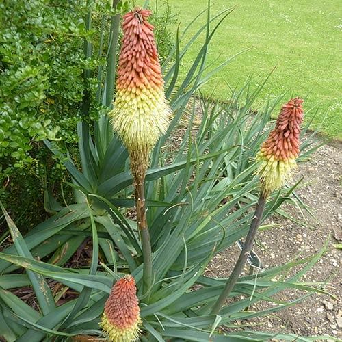 Kniphofia caulescens