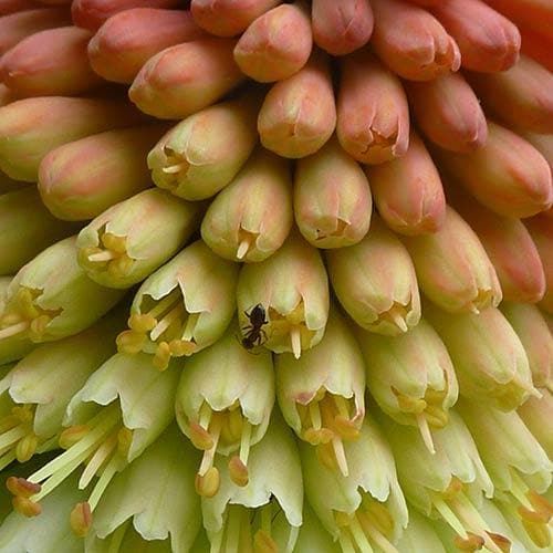 Kniphofia caulescens
