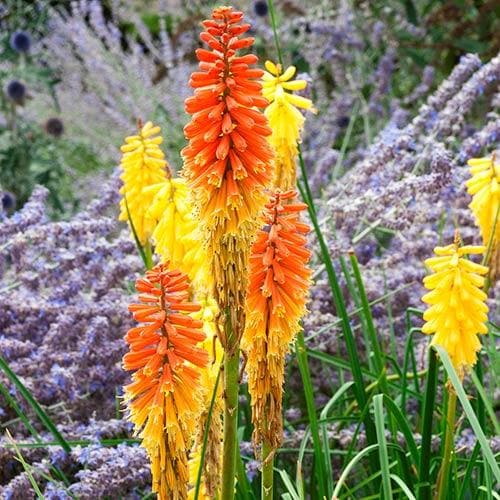 Kniphofia uvaria Flamenco