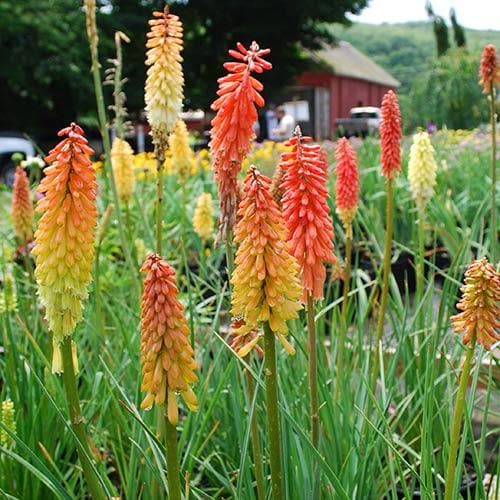 Kniphofia uvaria Flamenco