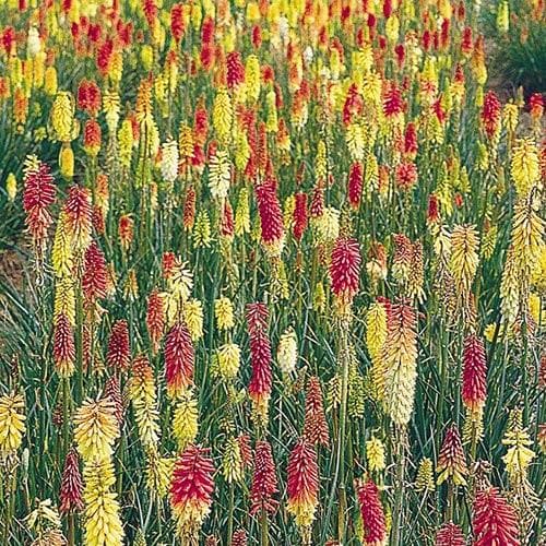 Kniphofia uvaria Flamenco