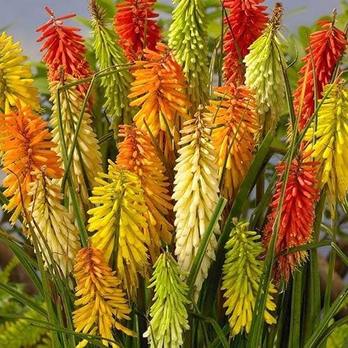 Kniphofia uvaria Flamenco