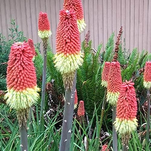 Kniphofia uvaria Royal Castle