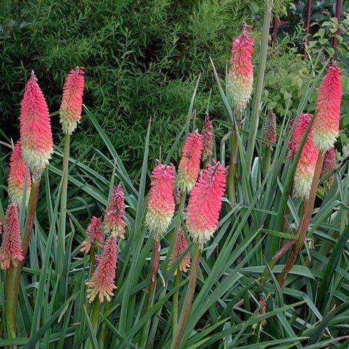Kniphofia uvaria Royal Castle