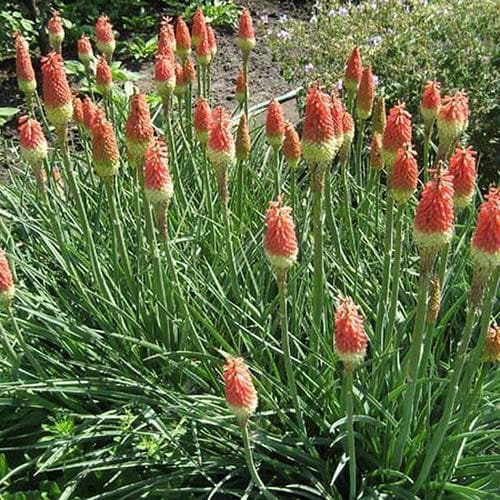 Kniphofia uvaria Royal Castle