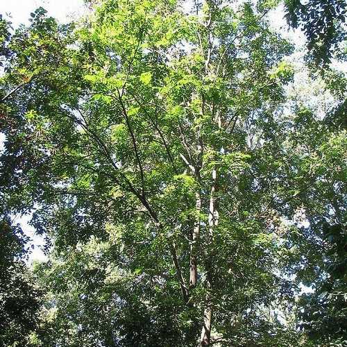 Koelreuteria bipinnata - Chinese Flame Tree - Future Forests