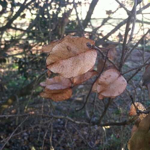 Koelreuteria bipinnata - Chinese Flame Tree - Future Forests