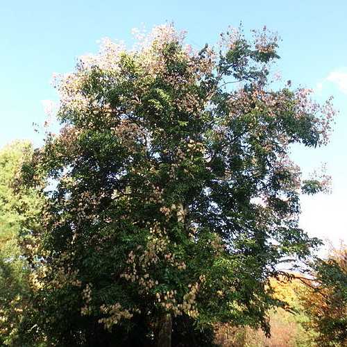 Koelreuteria bipinnata - Chinese Flame Tree - Future Forests