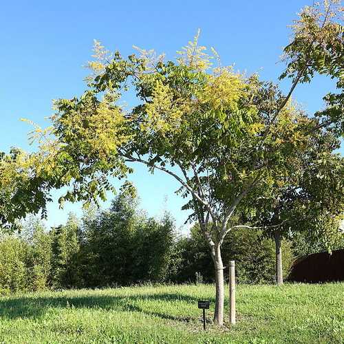 Koelreuteria bipinnata - Chinese Flame Tree - Future Forests