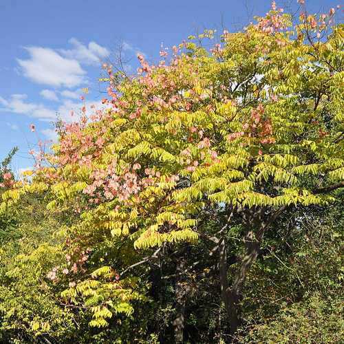 Koelreuteria bipinnata - Chinese Flame Tree - Future Forests