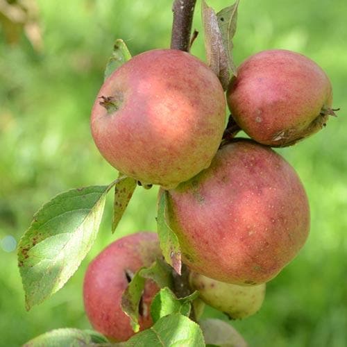 Apple Laxton Superb - Future Forests