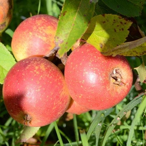 Apple Laxton Superb - Future Forests
