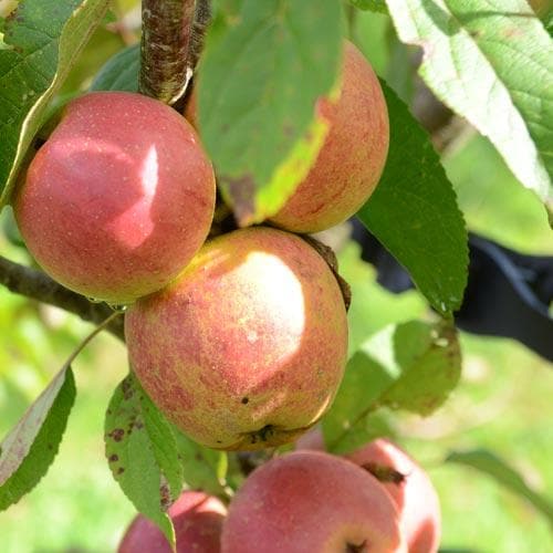 Apple Laxton Superb - Future Forests