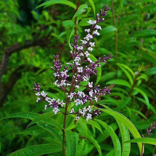 Lemon Verbena - Future Forests