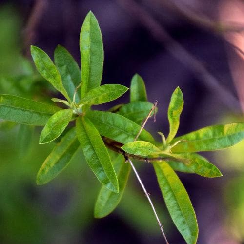 Lemon Verbena - Future Forests