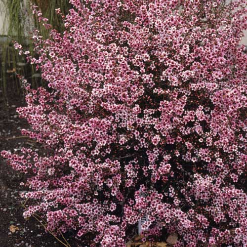 Leptospermum scoparium Martini