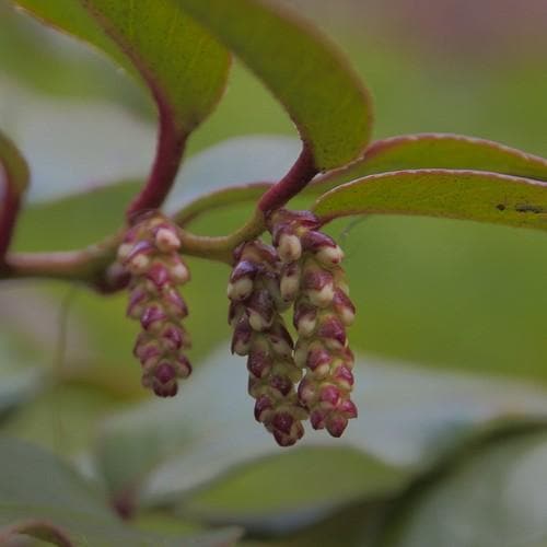 Leucothoe fontanesiana Rainbow - Future Forests