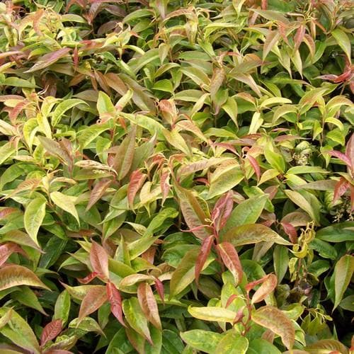 Leucothoe fontanesiana Rainbow