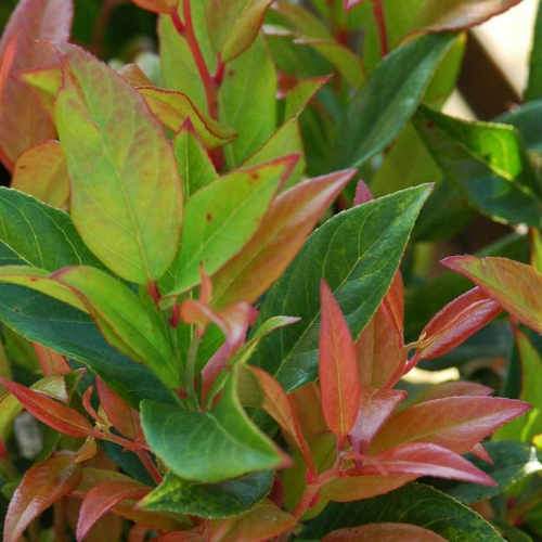 Leucothoe fontanesiana Zeblid (Scarletta)