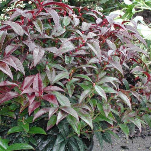 Leucothoe fontanesiana Zeblid (Scarletta)