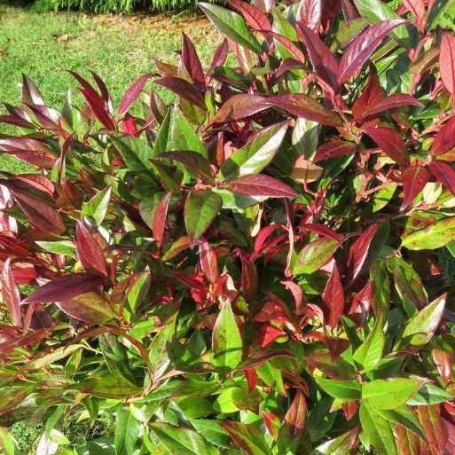 Leucothoe fontanesiana Zeblid (Scarletta)