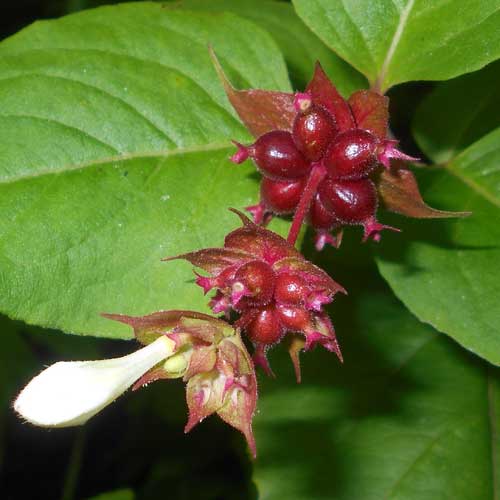 Leycesteria formosa