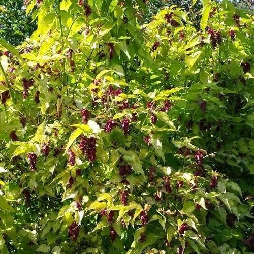 Leycesteria formosa Golden Lantern - Future Forests
