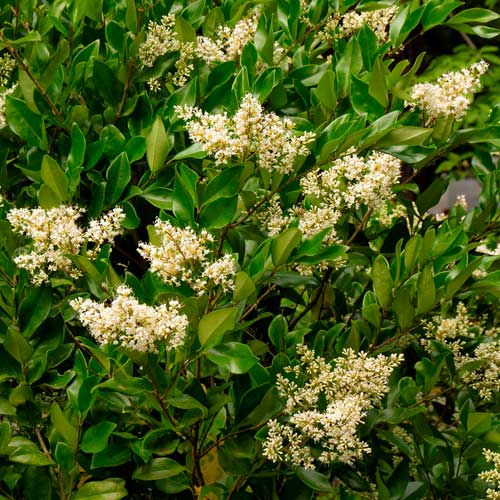 Ligustrum japonicum Texanum