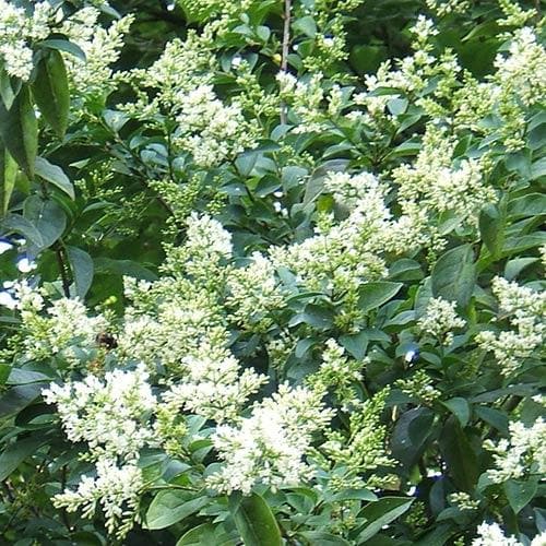 Seaside Hedge Mix