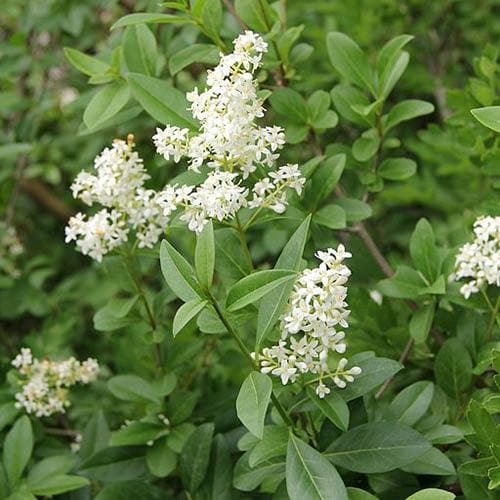 Ligustrum vulgare - Native privet