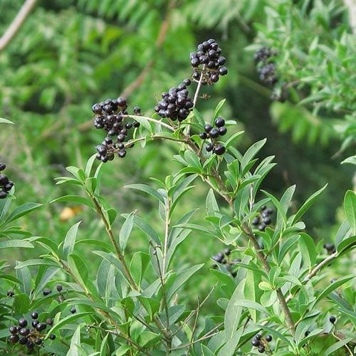 Ligustrum vulgare - Native privet