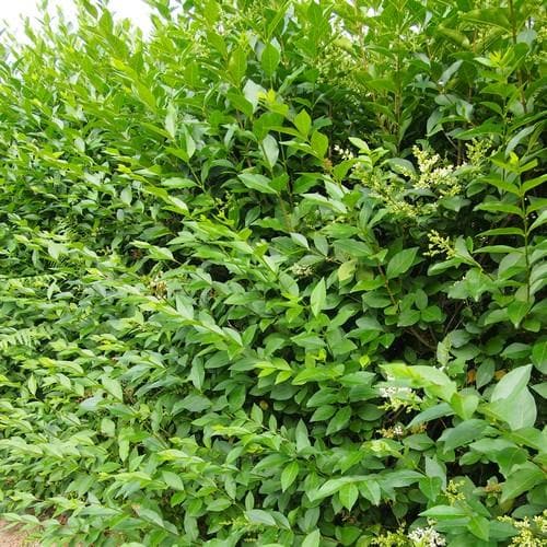 Ligustrum ovalifolium - Green Privet - Future Forests
