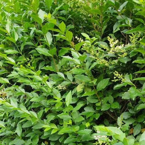 Ligustrum ovalifolium - Green Privet - Future Forests