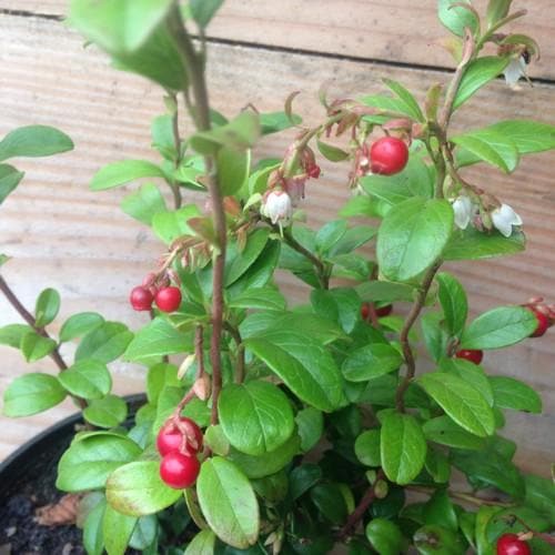 Lingonberry Koralle - Future Forests