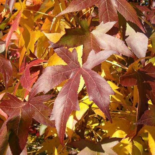 Liquidambar styraciflua