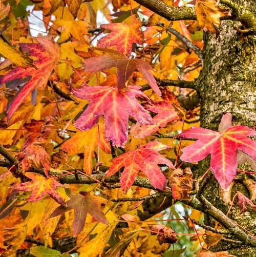 Liquidambar styraciflua