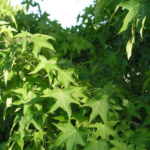 Liquidambar styraciflua