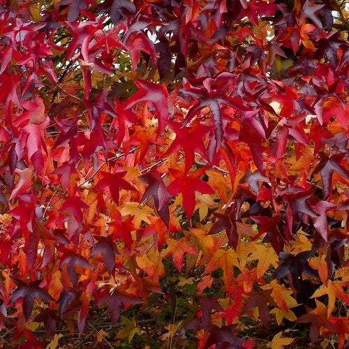 Liquidambar styraciflua Lane Roberts