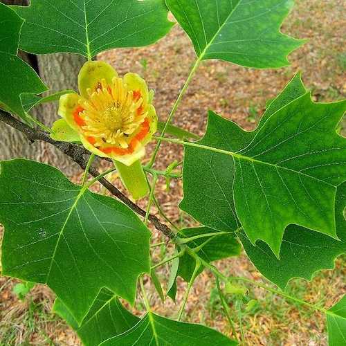 Liriodendron tulipifera - Tulip Tree - Future Forests