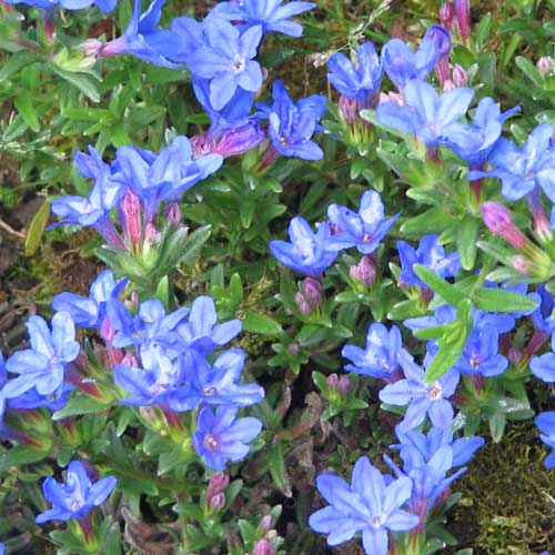Lithodora diffusa Heavenly Blue